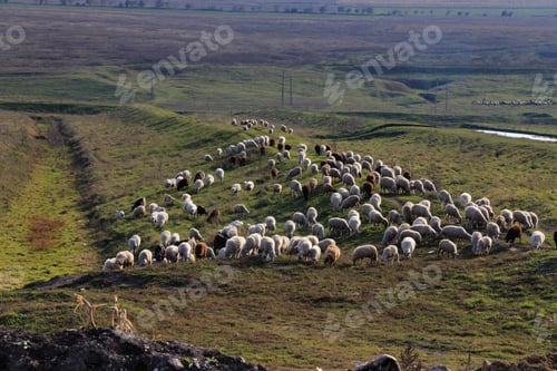 Preview: A flock of sheep grazing on a green field.