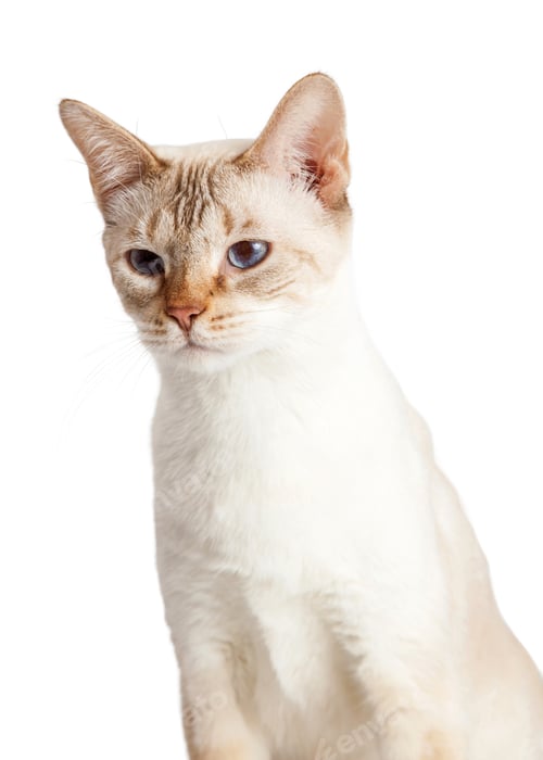 Preview: Closeup Cute Siamese Kitten Looking Side