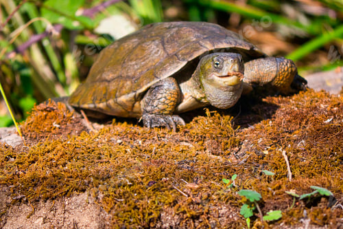 Preview: Mediterranean Pond Turtle, Monfragüe National Park, Spain