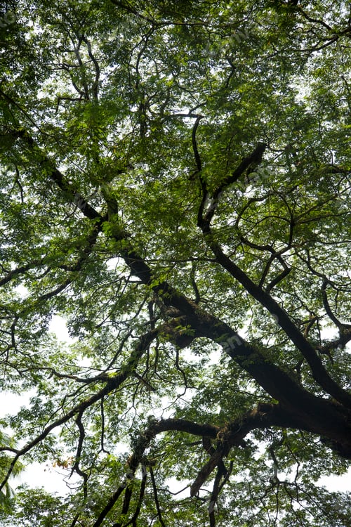 Preview: Treetop