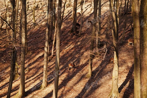 Preview: Roe deers in early spring forest.
