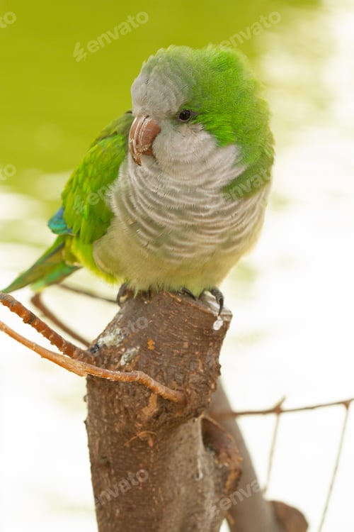 Preview: Vertical closeup of a green-colored Monk Parakeet sitting on a branch during the daytime