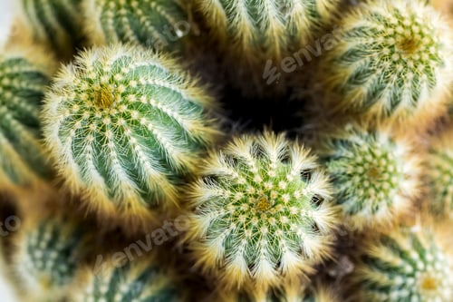Preview: Small cactus in pot. Succulent cactus plant garden