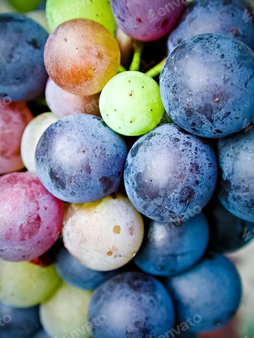 Preview: there is a group of grapes on the vine together, close - up