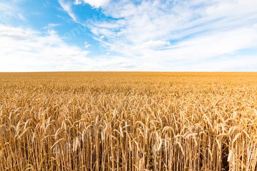 Preview: Golden wheat field