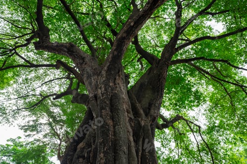 Preview: Low angle view ancient tree with green canopy in forest. Natural carbon capture and sequestration