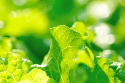Preview: Lettuce plants in spring sunshine