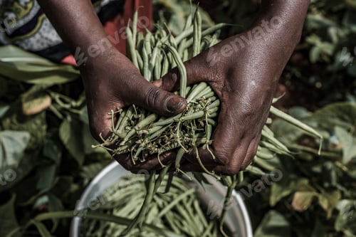 Preview: French Beans Food Green Plants Vegetation Kenya East Africa