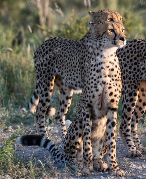 Preview: A Beautiful wildlife in the World