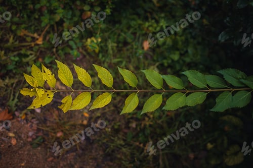 Preview: Close up image of orange autumn leaves at soft light.