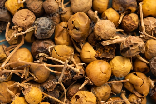 Preview: Ayurvedic Choti Kateli also known as Kantkari or Solanum Surattense dried and powder form