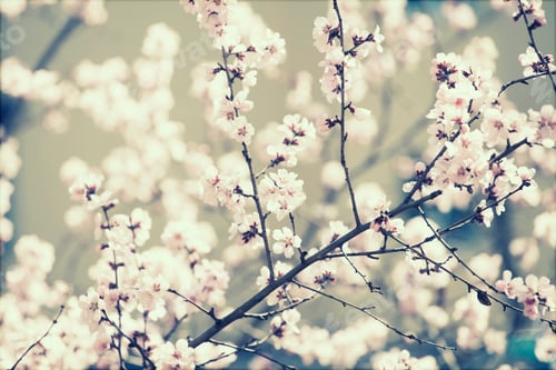 Preview: Spring blossom - retro styled photo