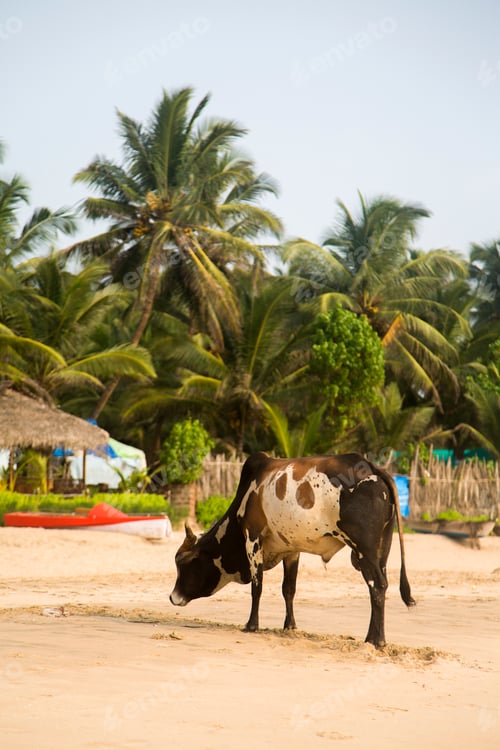 Preview: Agonda, Goa, India