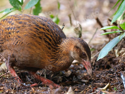 Preview: A Weka
