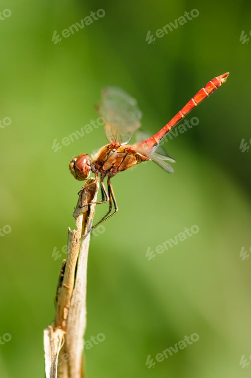 Preview: Close up of dragonfly.,Vagrant darter.