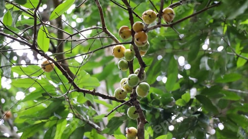 Preview: Cambucá or cambucazeiro is a fruit tree endemic to Brazil