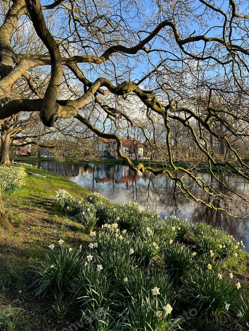 Preview: Beautiful flowers growing under tree near canal outdoors