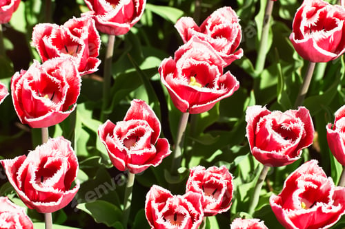 Preview: Red tulip flowers blooming in a tulip field at sunset. Top view. Nature