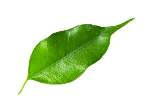 Preview: Fresh green leaf on white background showing fine details of texture and shape
