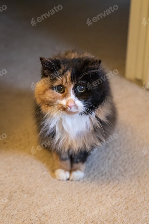 Preview: Calico cat sitting on carpet