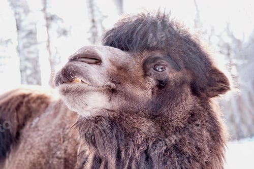 Preview: Portrait of portrait of a goat eating hay on a farm on a background of winter forest.