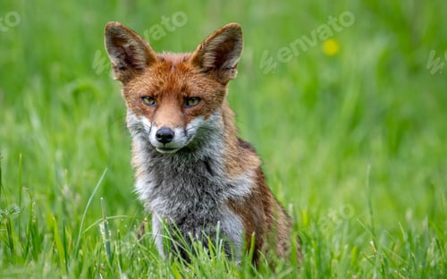Preview: Beautiful Red fox amongst the flowers