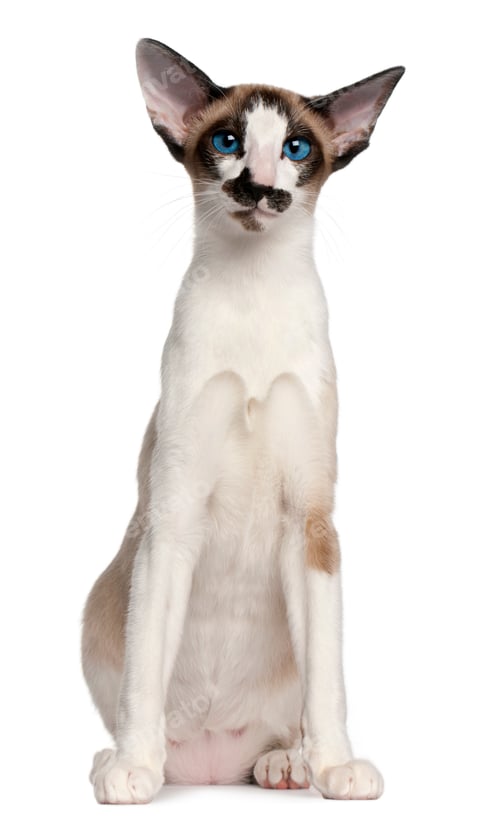 Preview: Siamese cat, 7 months old, sitting in front of white background