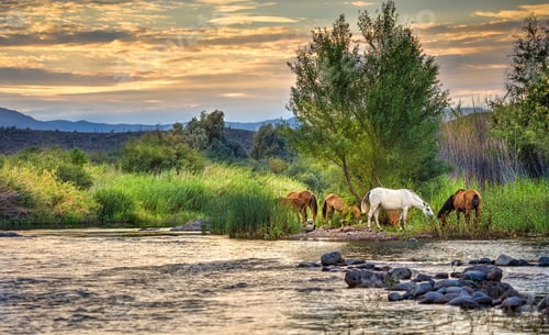 Preview: Wild Horses of the Salt River