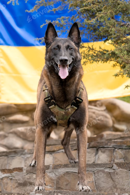 Preview: Dog armor. Dog in a bulletproof vest. Belgian Shepherd Malinois dog in front of a Ukrainian flag.