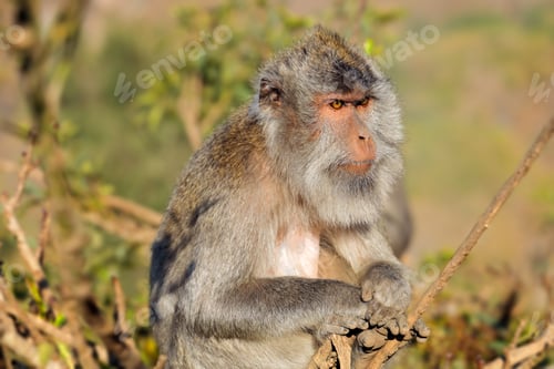 Preview: Balinese long-tailed monkey - Indonesia