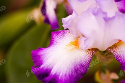 Preview: Flowers