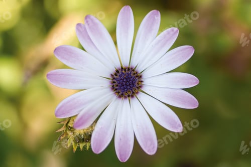Preview: Macro of a beautiful flower in nature