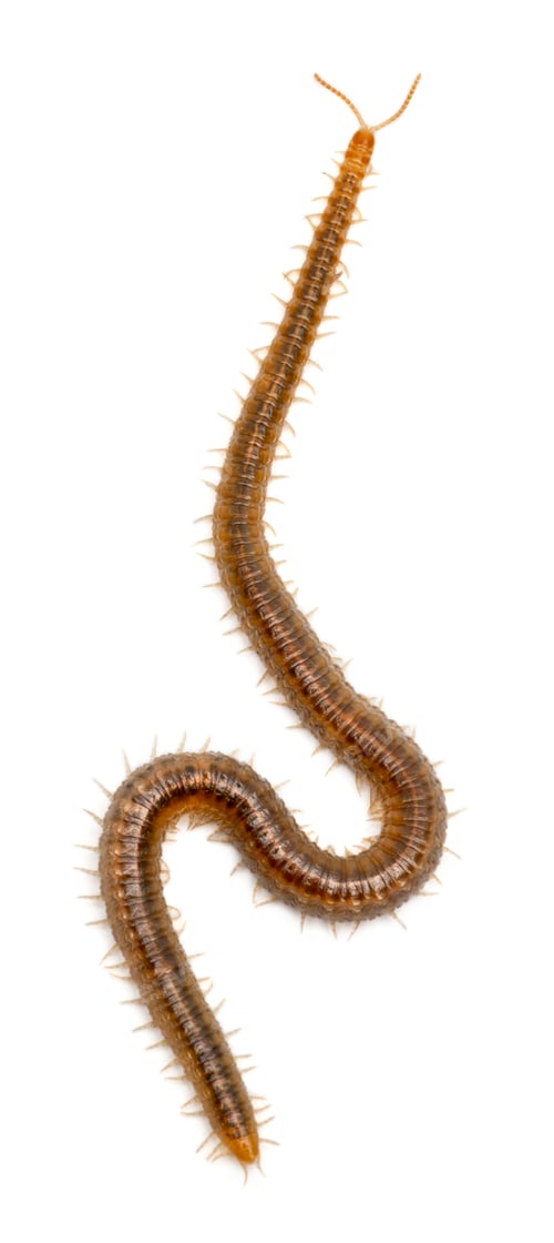 Preview: Centipede in front of white background