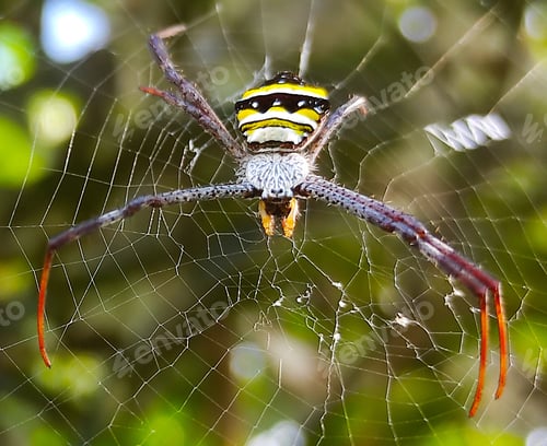 Preview: Spider web macro close up, nature zoomed in bof a spider web