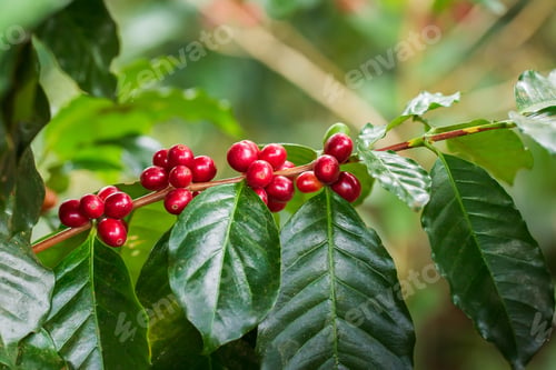 Preview: Coffee beans ripening, fresh coffee,red berry branch