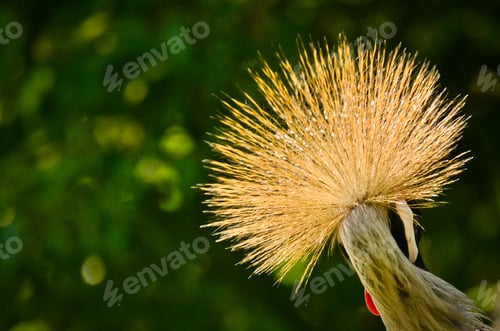 Preview: portrait of a beautiful crowned crane