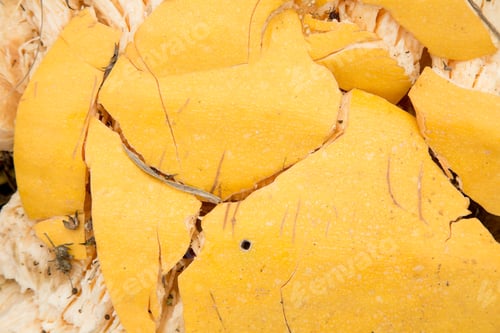 Preview: Smashed yellow squash with meat.