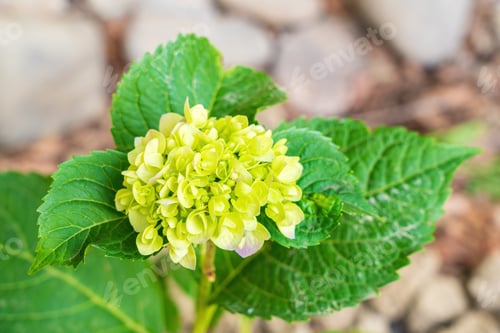 Preview: Ripening hydrangea flower in the garden