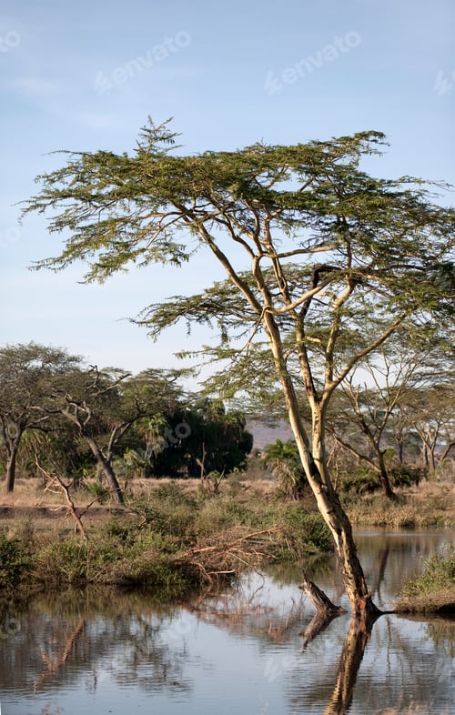 Preview: Seronera river in the Serengeti, Tanzania, Africa