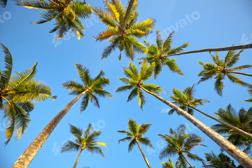 Preview: Looking up at coconut palm trees.