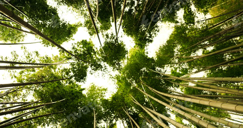 Preview: Nature, forest and bamboo environment or plant for ecology sustainability, tree or bottom view. Tro