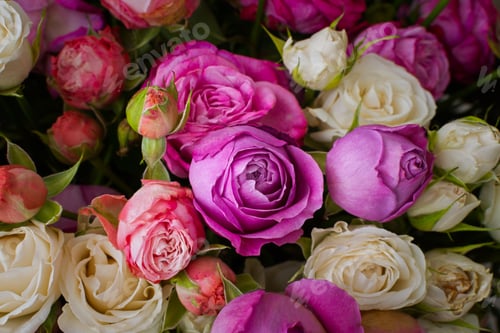 Preview: Pink purple white roses background.