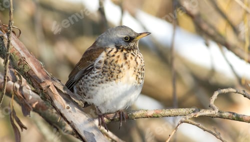 Preview: Fieldfare, Turdus pilaris. The bird sits on a branch with the left side of the body