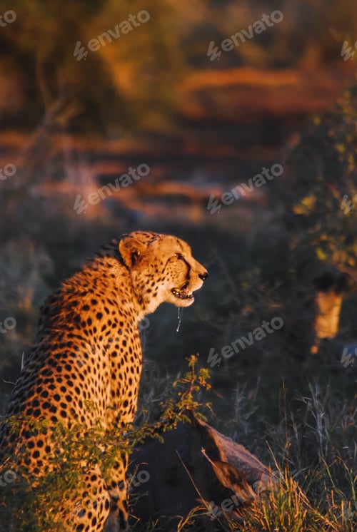 Preview: Cheetah in the Kruger national safari park