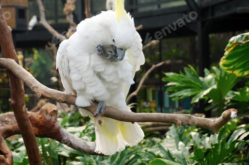 Preview: Cockatoo Resting on Branch in The Big Bird Aviary Against Nature Background