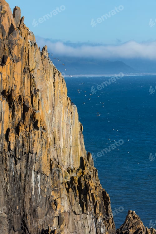 Preview: Colony of nesting Common murres on cliffs overlooking the Pacific Ocean in Oswalk West State Park