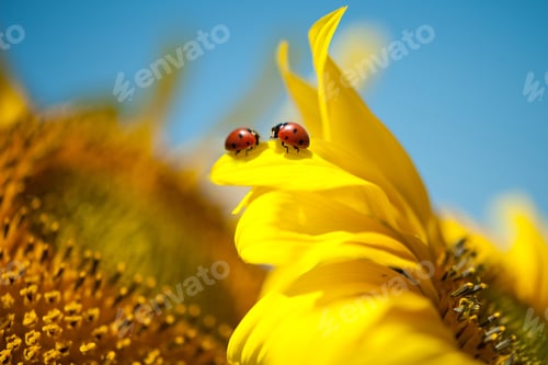 Preview: Two ladybugs on a yellow flower