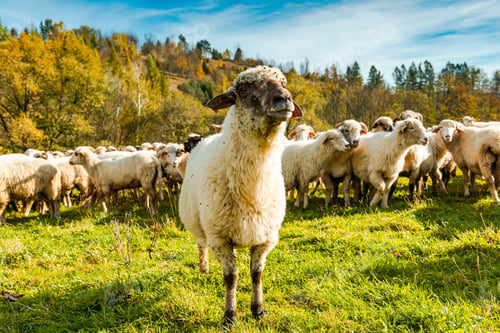 Preview: Sheep Flock or Herd on Green Pasture Outdoor at Sunny Fall Day
