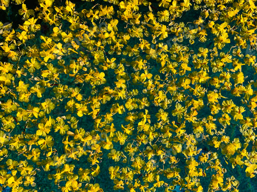Preview: Fallen yellow Palo Verde blossoms floating in a swimming pool