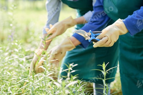 Preview: Taking care of plants